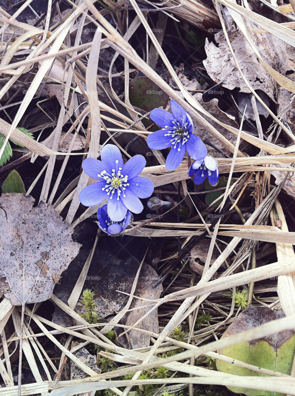 spring flowers flower blue by bumbiru