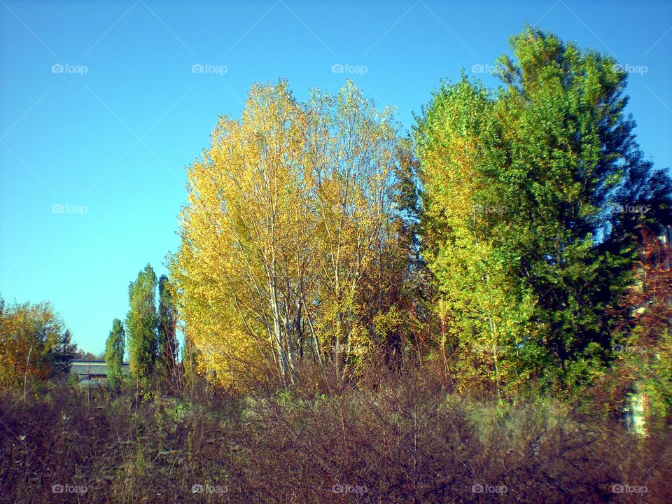 Trees in autumn in Reggio nell'Emilia city ( Italy ).