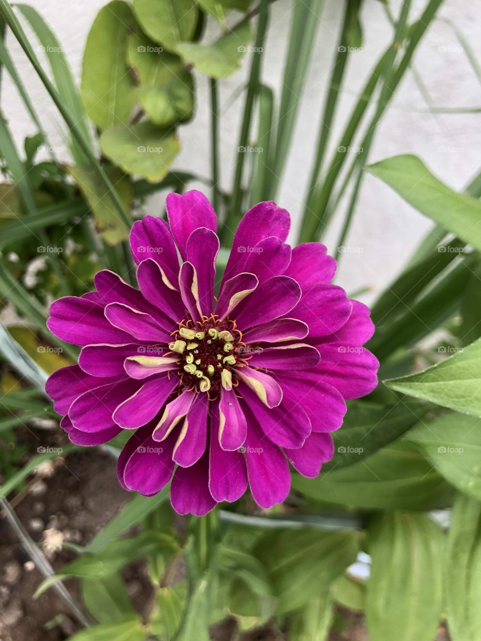 Nicest plants today 🌸