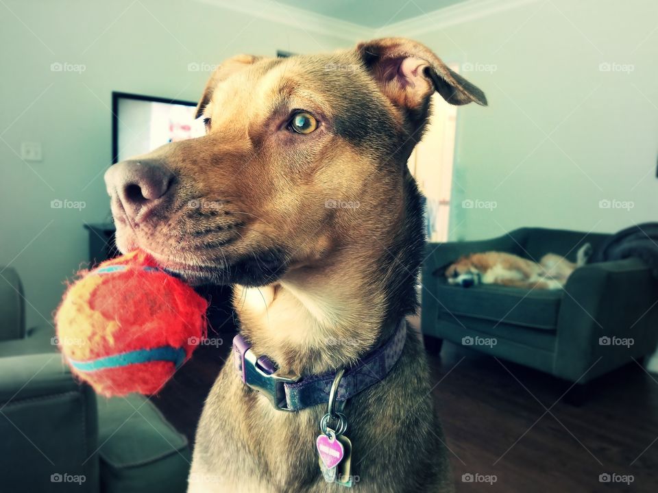 Paris and her orange tennis ball, dangling from her mouth, staring out the window as Sophie is sound asleep in the background.