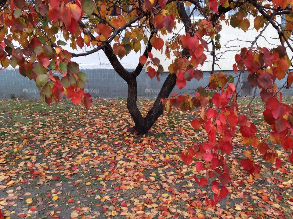 Red leafs