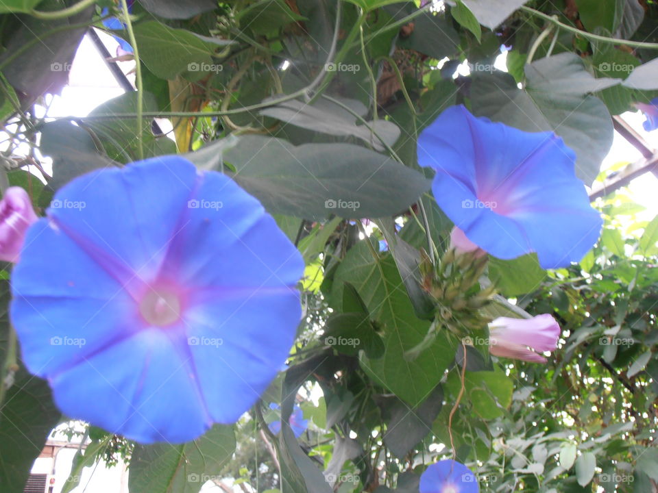 Blue Cultivated Bindweed Flower