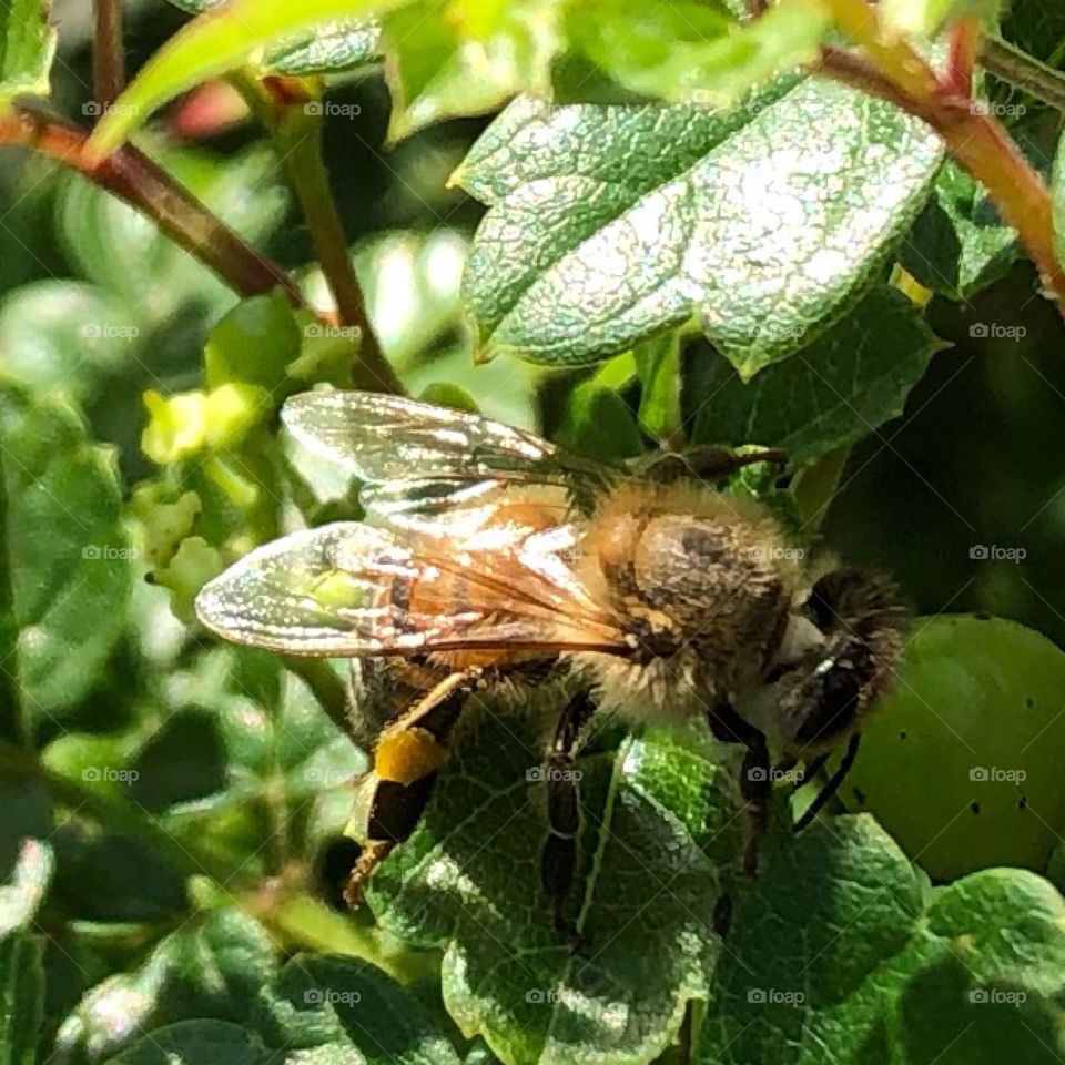 A bee hard at work .