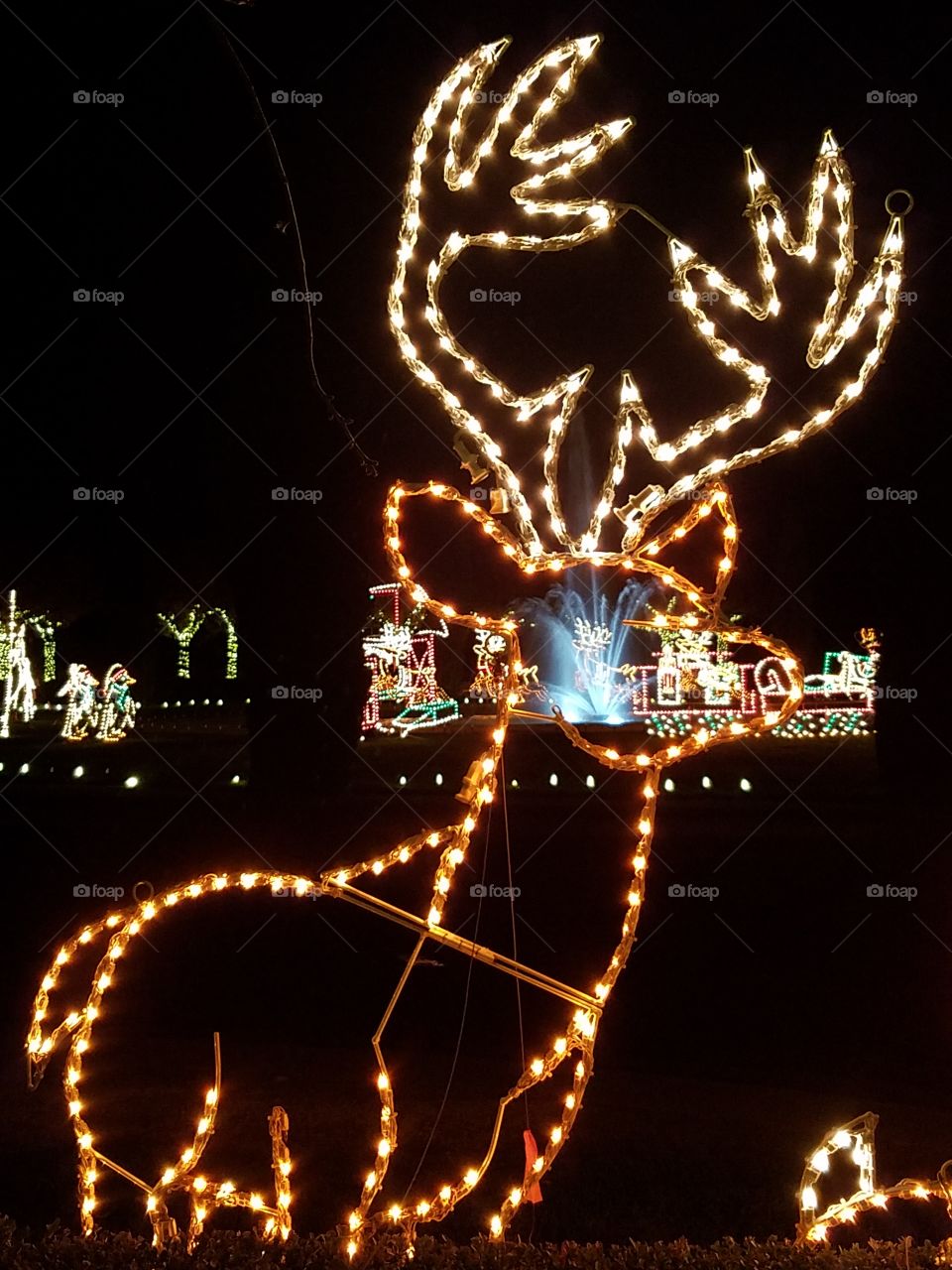 Reindeer in Light Show