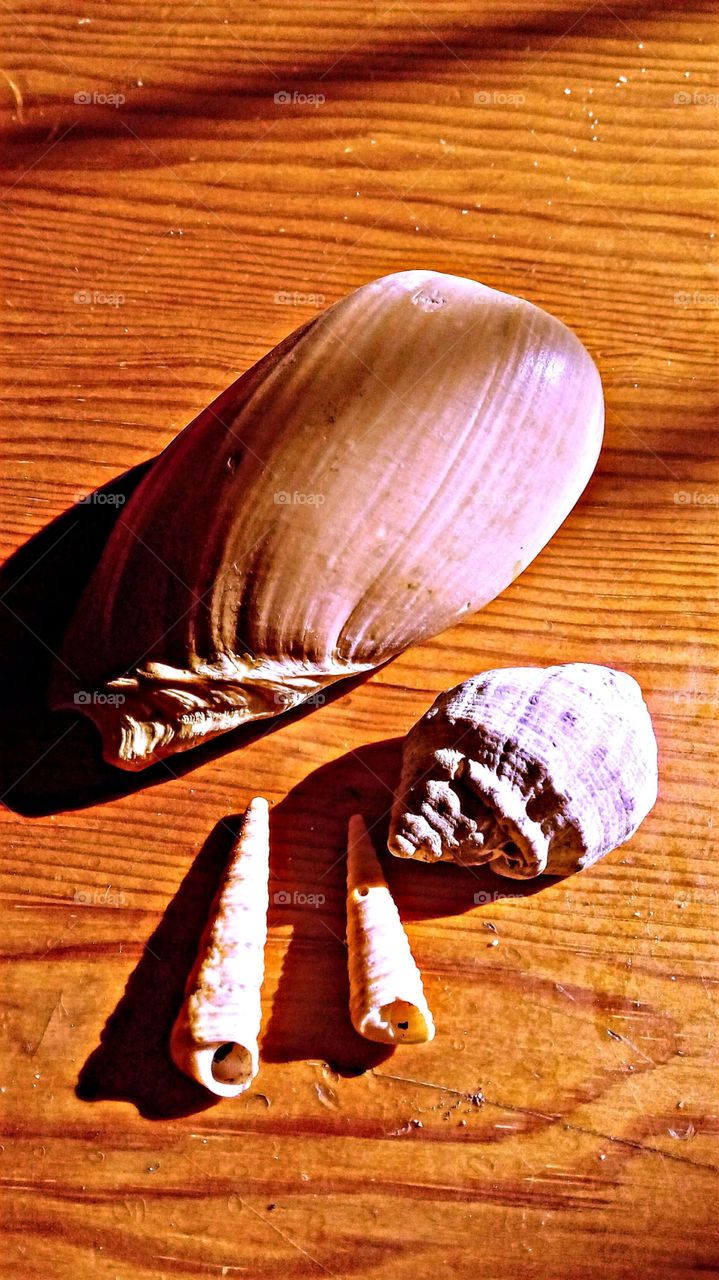 sea shell