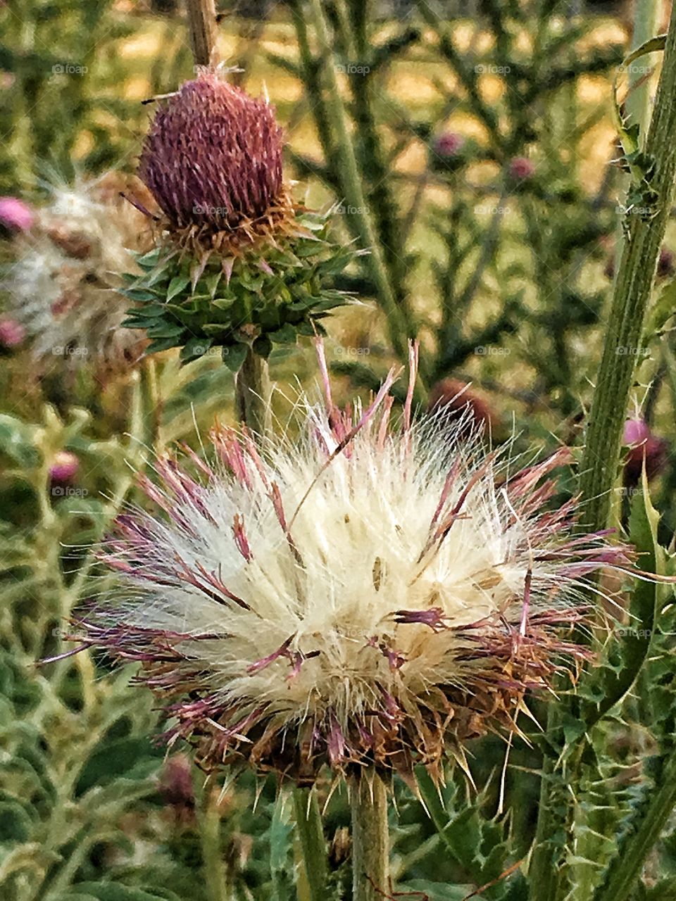 Woolly lobes of Texas Thistle about to blow away as seeds. 