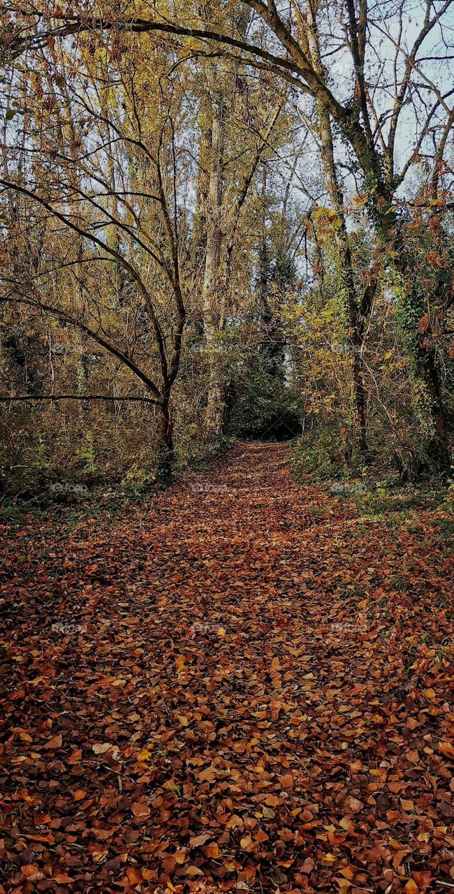 🍁 A beautiful carpet of leaves 🍁