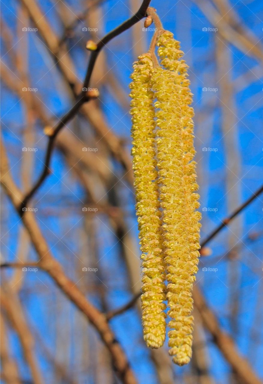 Close-up of a hazel tree