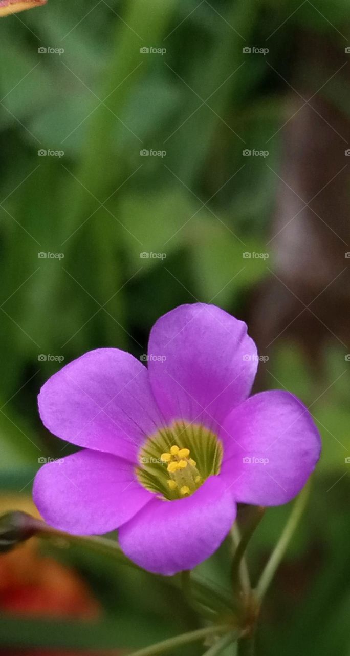 pink flower