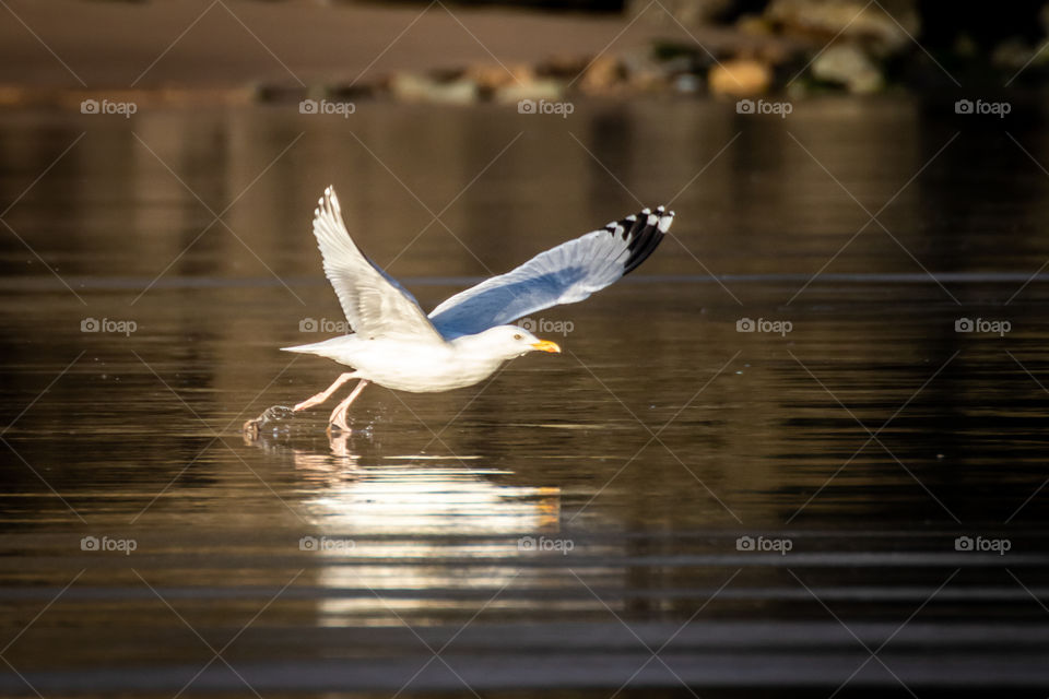 Seagull in flight