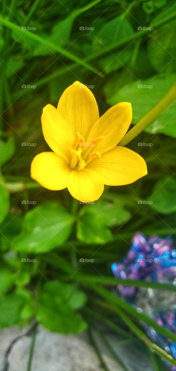 yellow flower