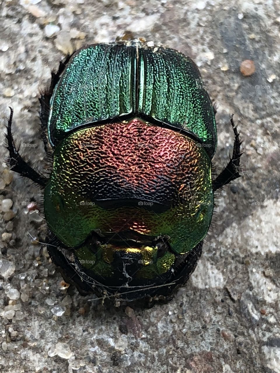 Japanese beetle in lovely color