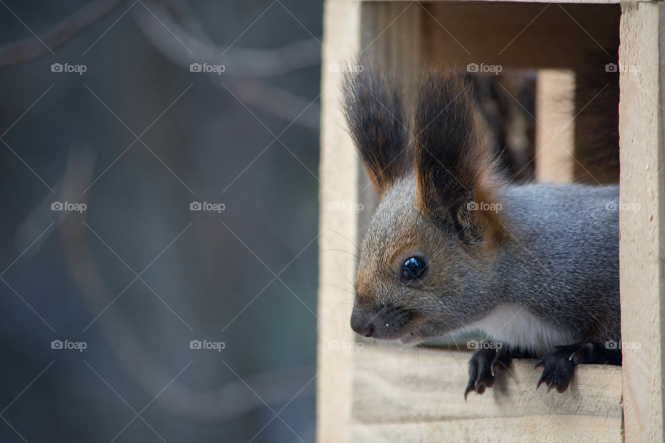 Squirrel in zoo