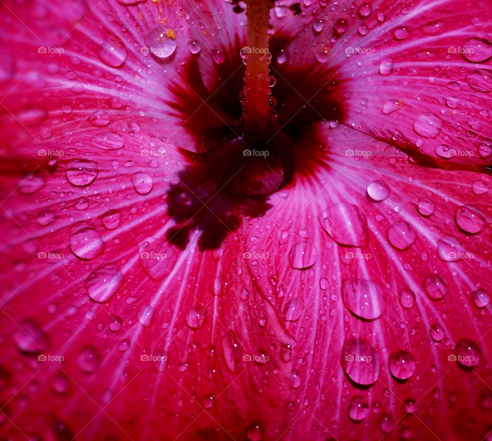 Extreme close-up of red hibiscus flower