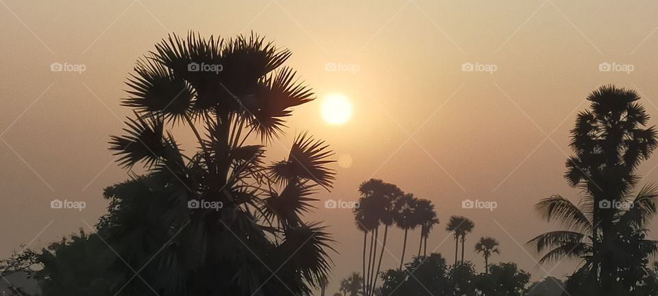 Sun set behind the Toddy Palm trees