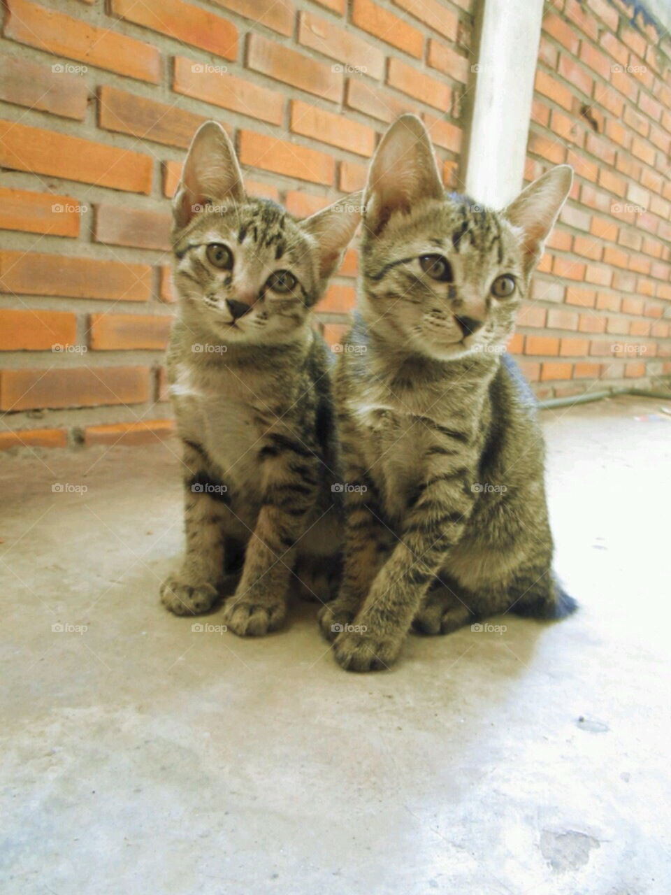 Cute twin cats. twin cute sitting on brick wall 