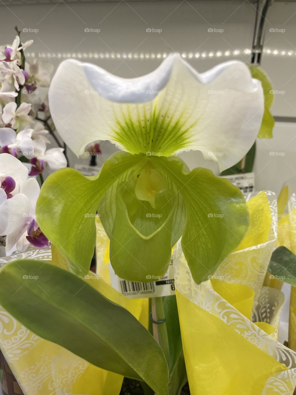 Orquídeas