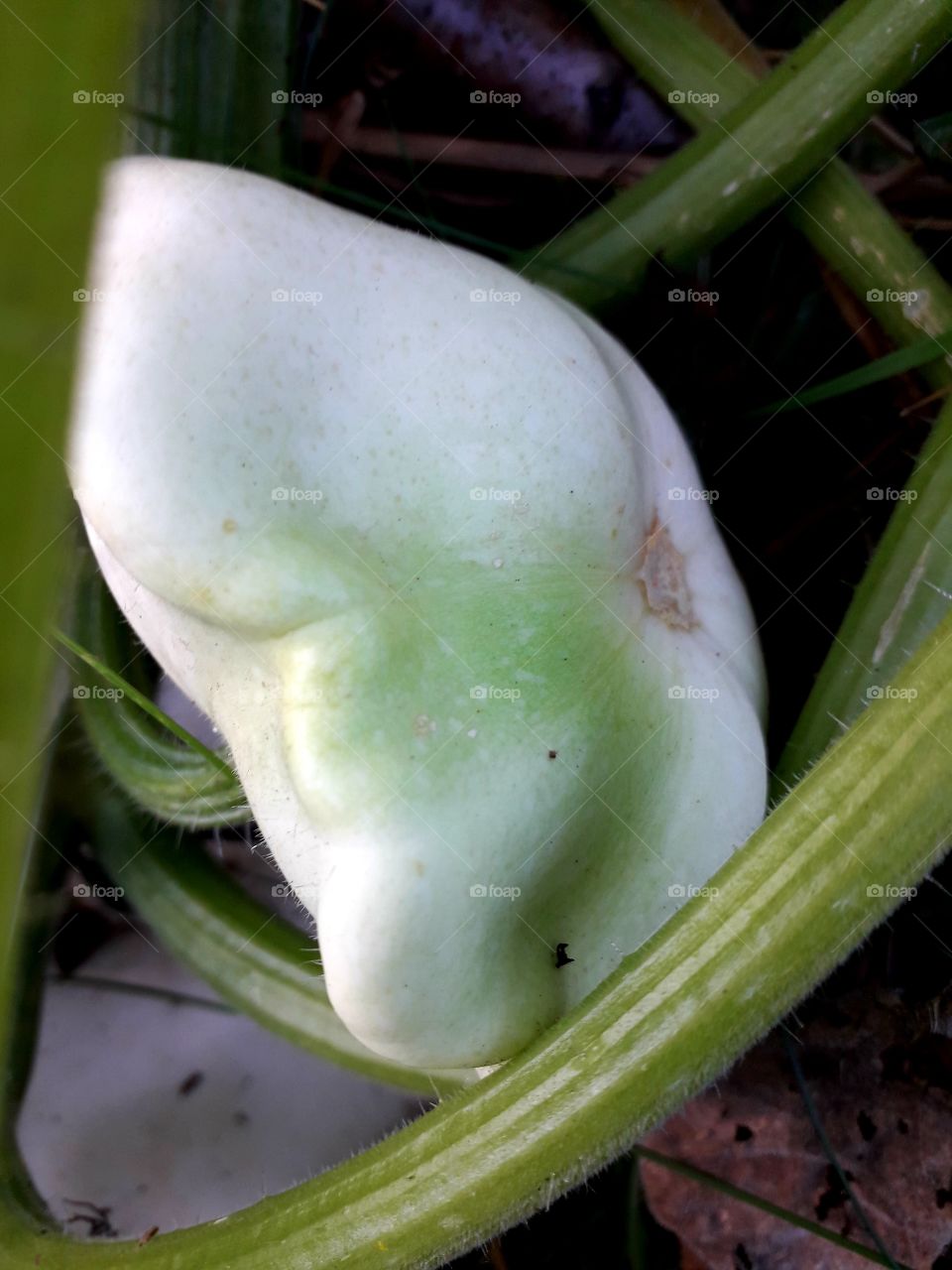 white and green  patison fruit  in  vegetable garden