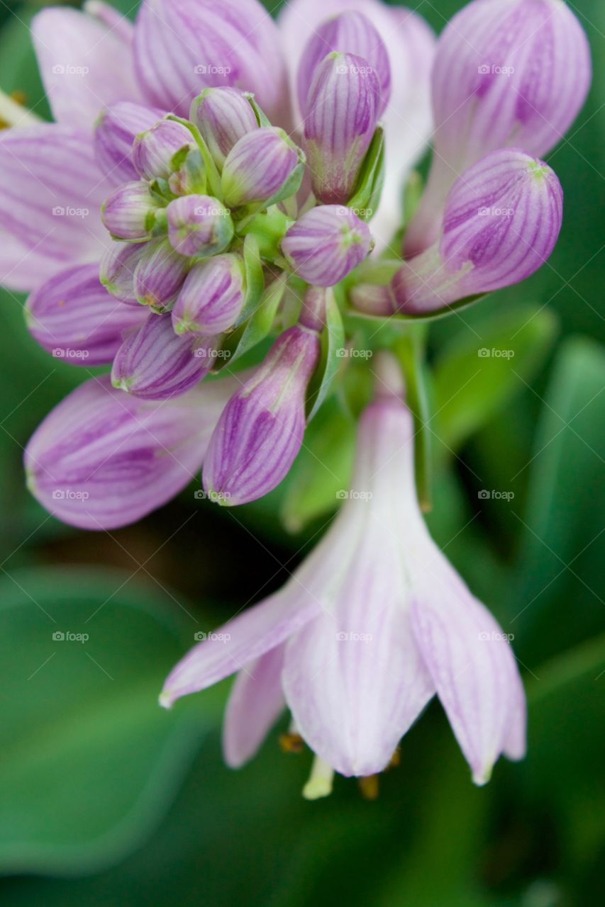 Closeup of striated lavender and white Hosta plant blossom