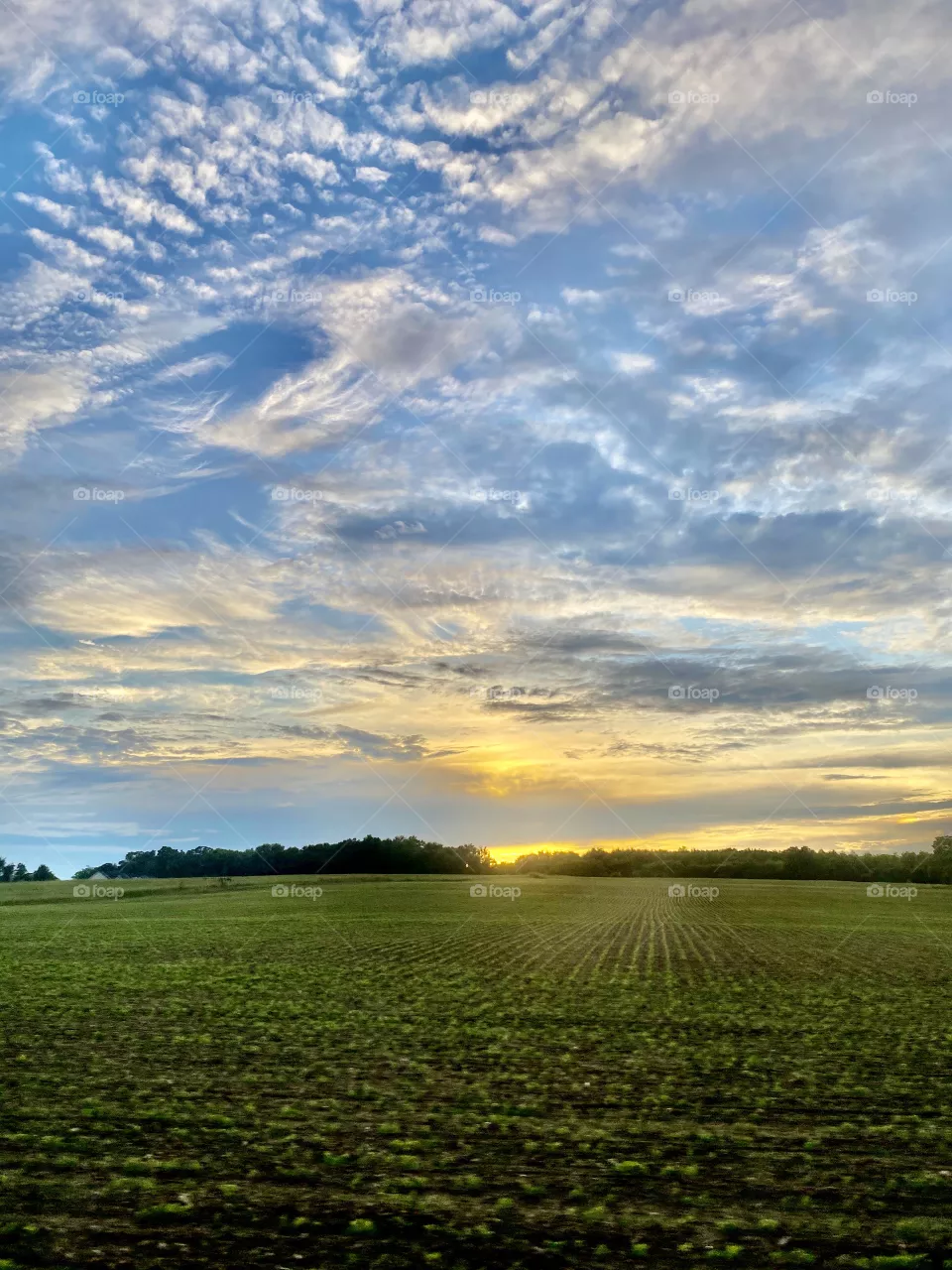 Fields photography 
