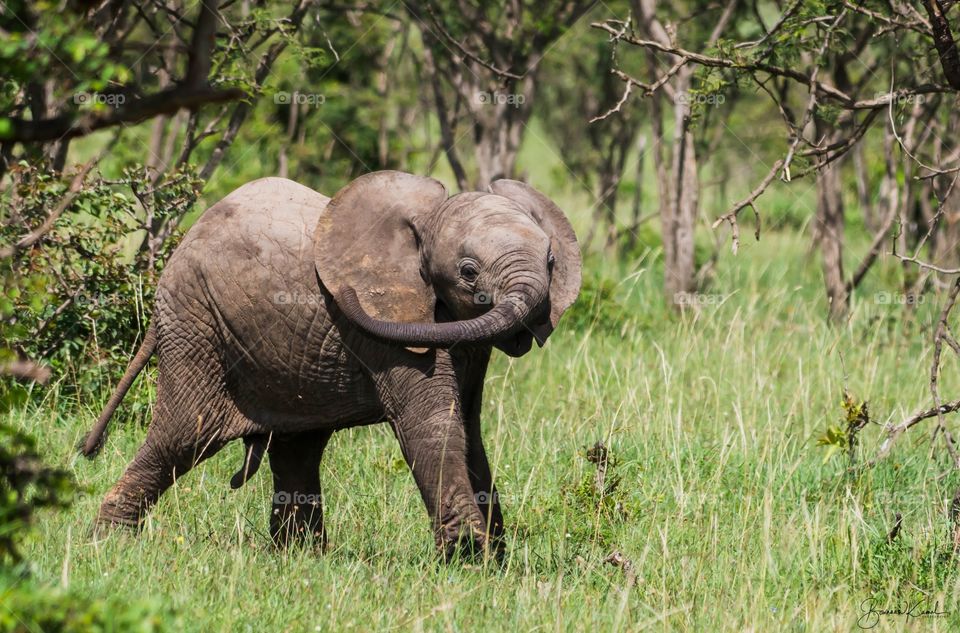 African Bush Elephant, Masai mara