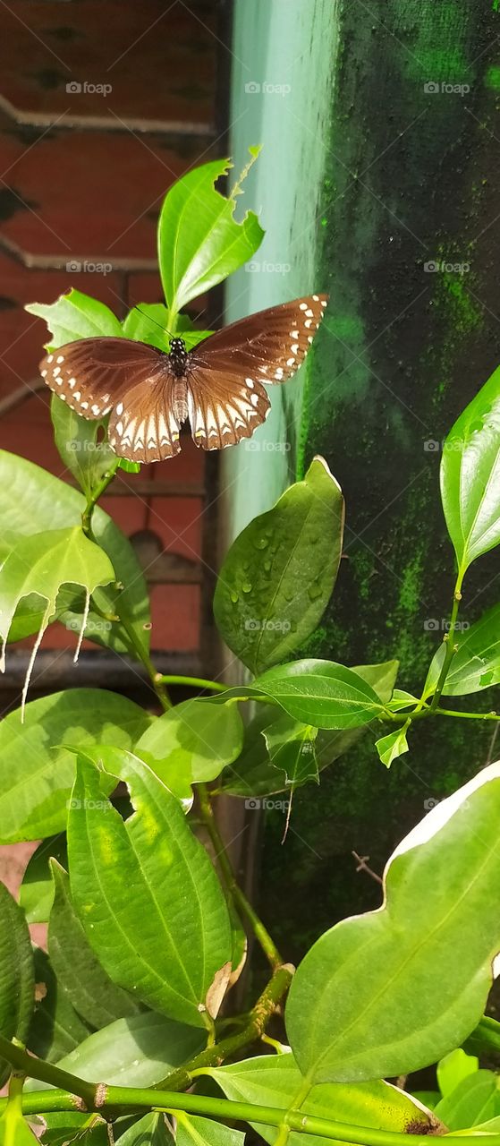 When my Swallow tail butterfly flew away from her chrysalis and came back to lay eggs on the same host plant.