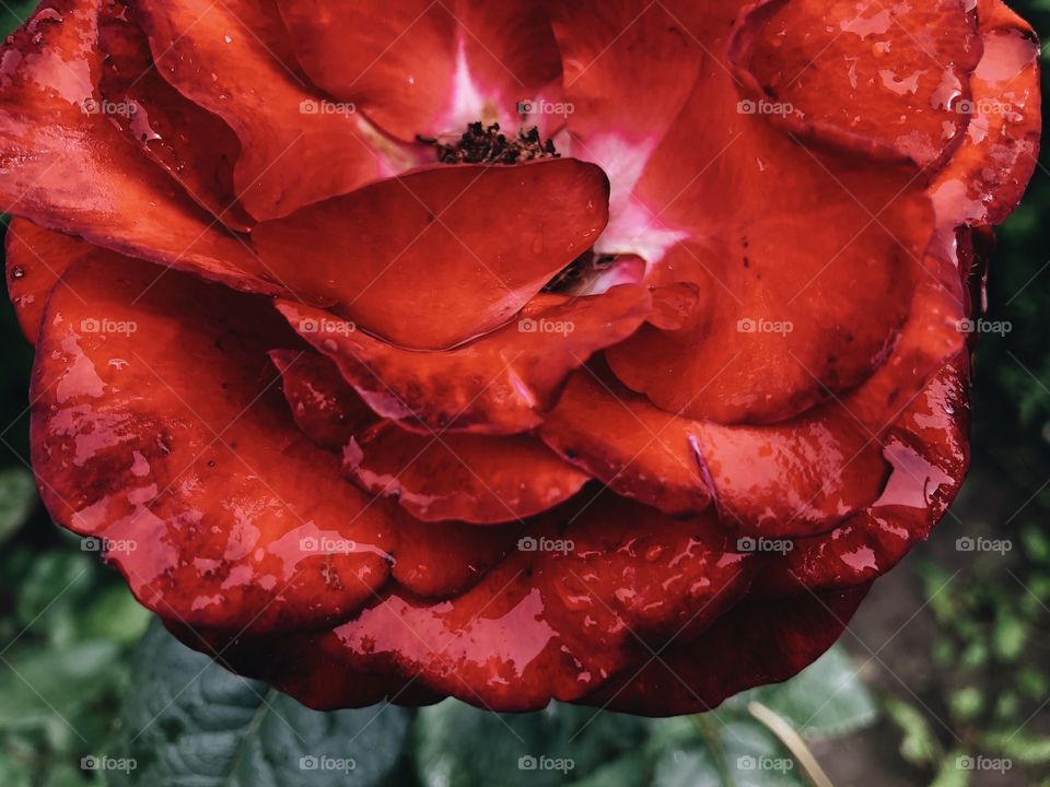 Closeup of beauty rose