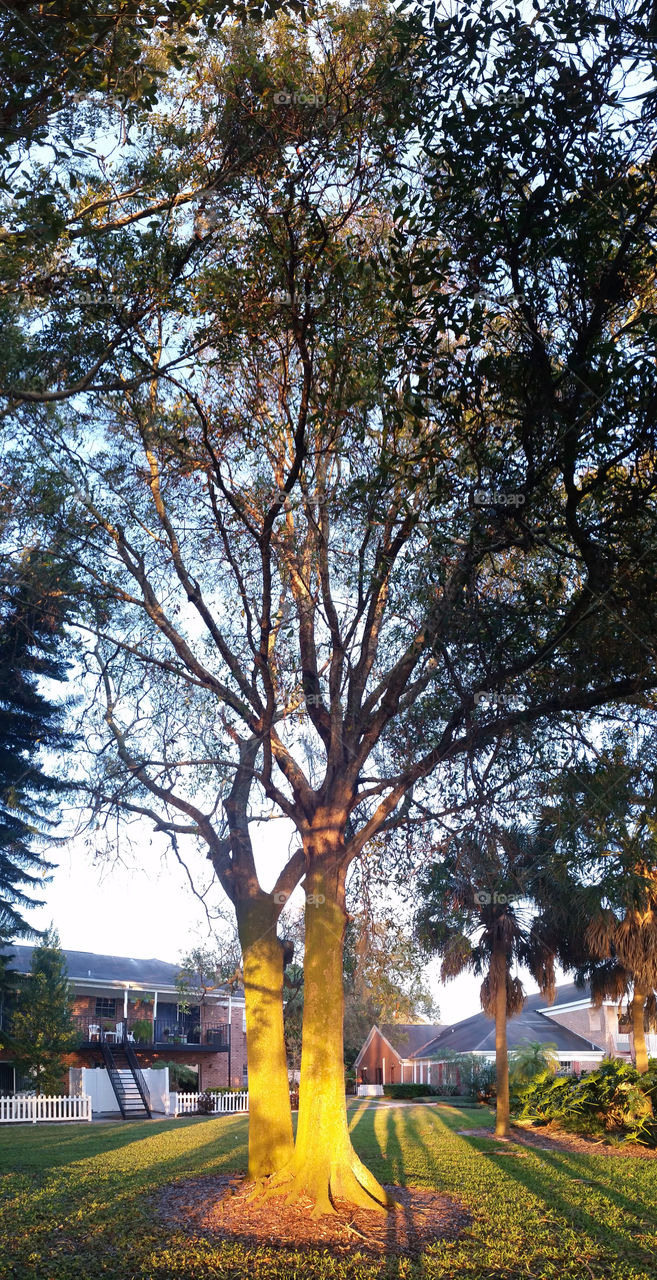 Huge tree in the park