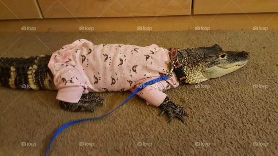 LillyGator in her jammies