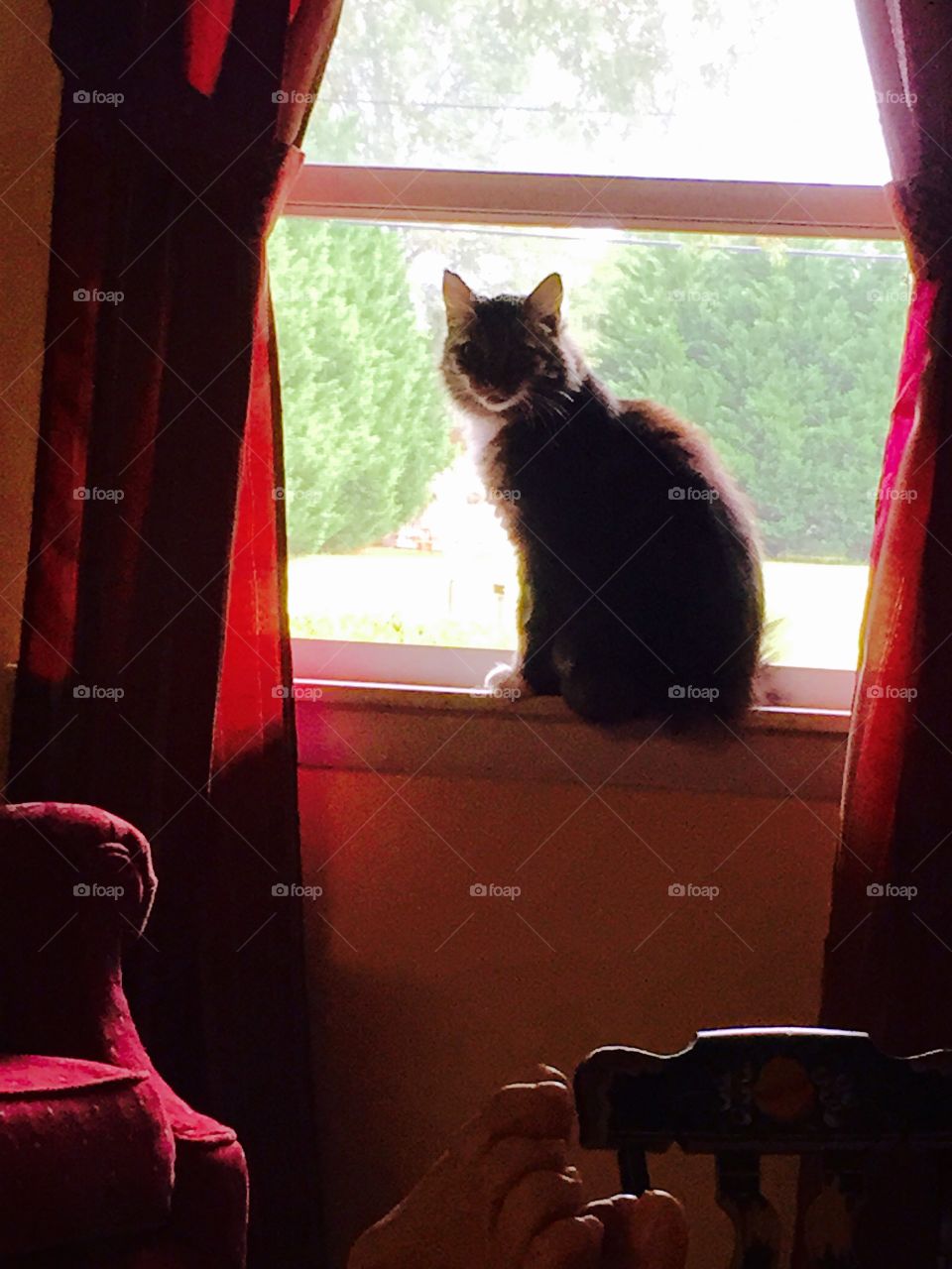 Beautiful long haired cat in the open livingroom  window  enjoying the breeze. 