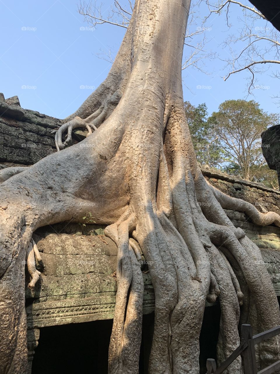 Tomb Raider Temple Cambodia