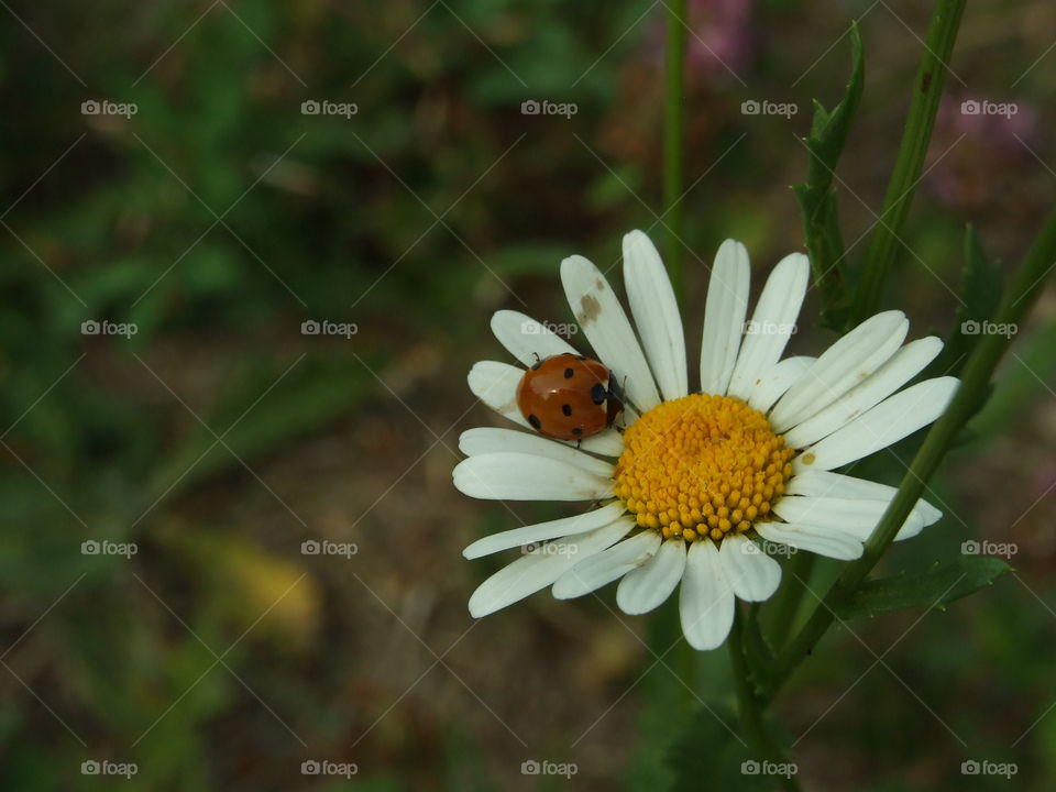 Small ladybird