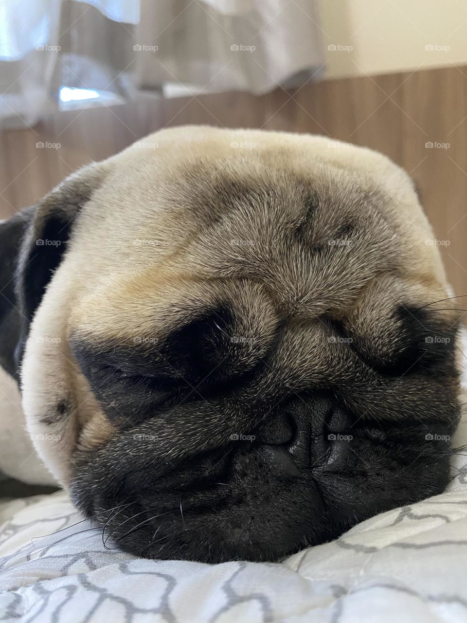 Pug