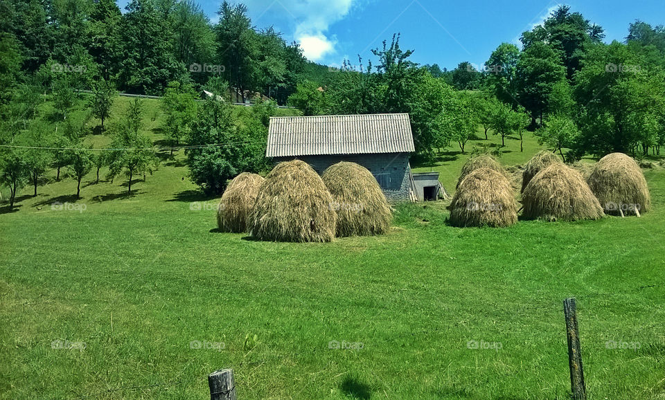 amazing meadow. deta