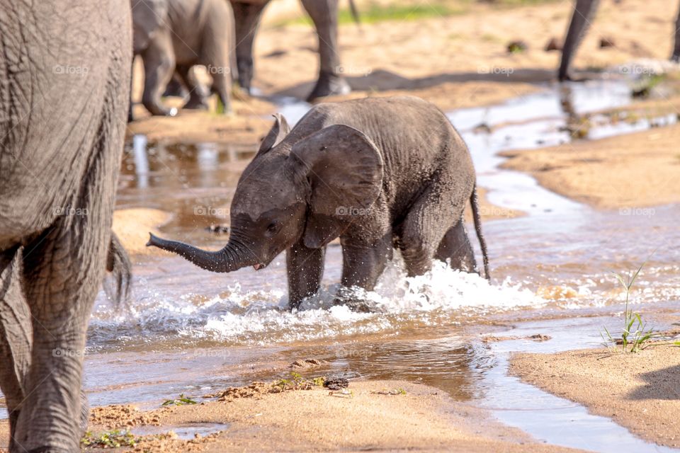 Baby Elephant enjoying the water