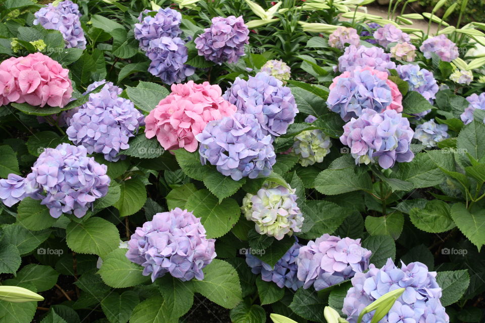 Multicolored hydrangea in bloom