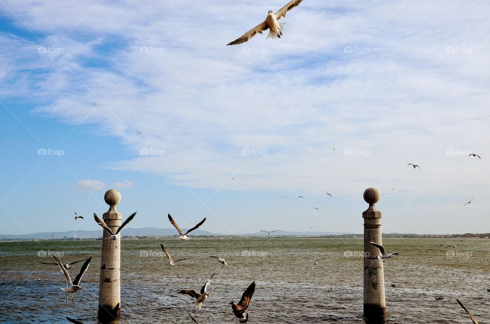 The birds and the sea