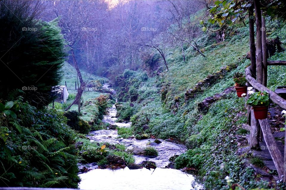 Nature#vegetation#stream#greengrass