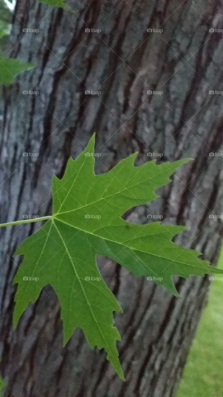 maple leaf. outside my door lies beauty