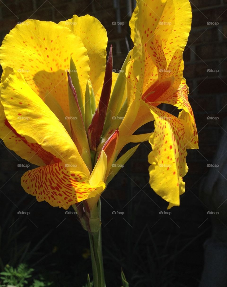 Calla Lilly 