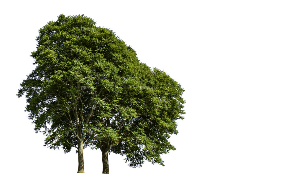 Isolated Bright green tree on a white background with clipping path.