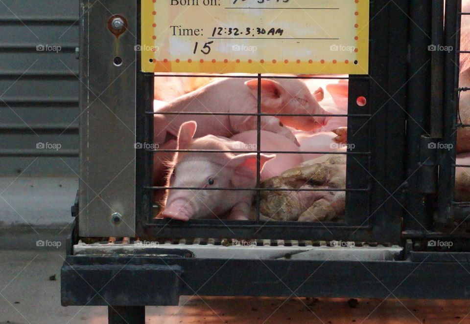 Little piggies. Newborn piglets, no blanket needed. They have heat lamps.