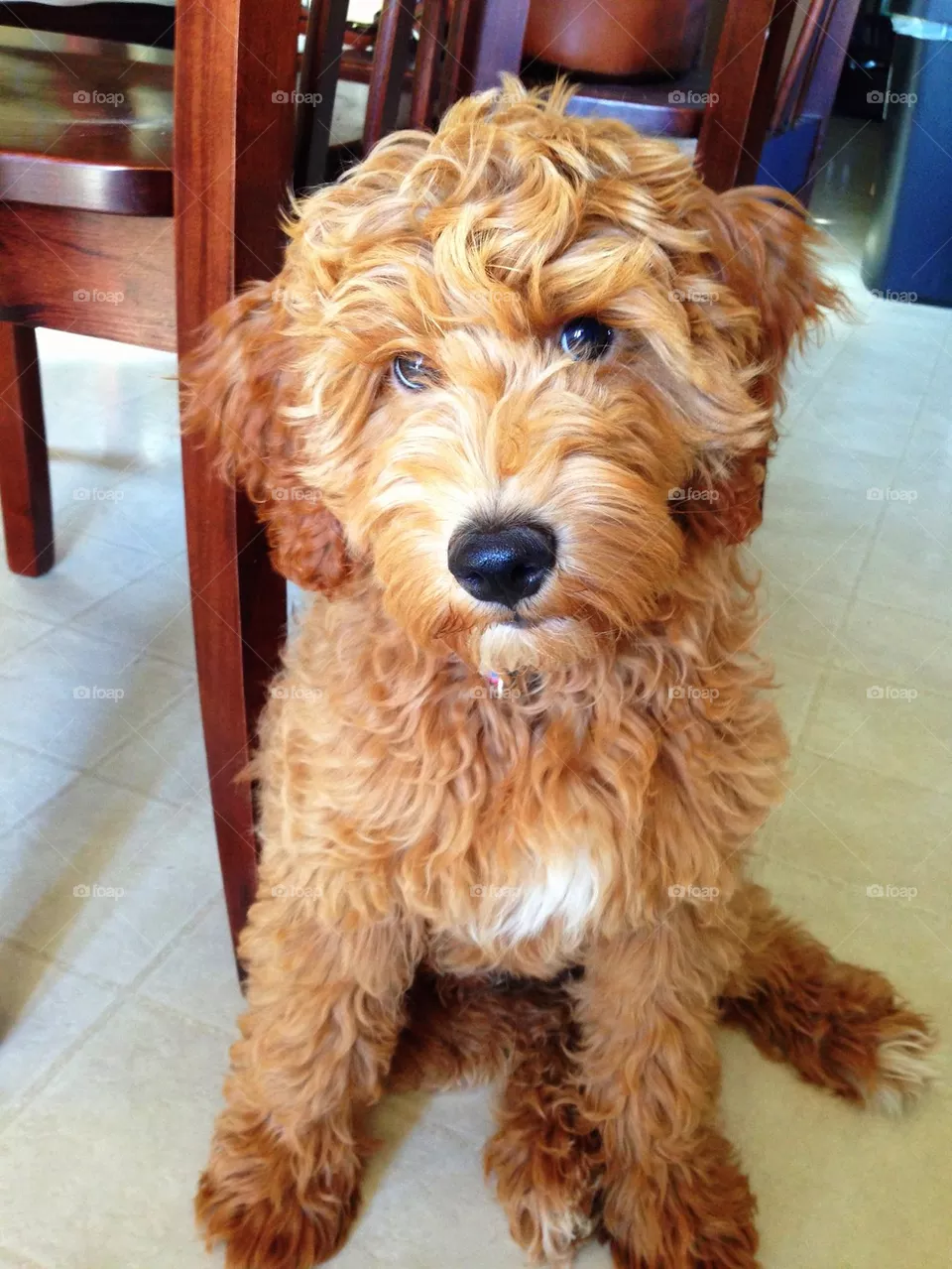 Chester