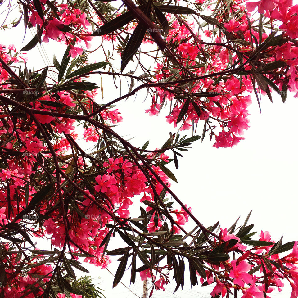 Quem disse que o dia nublado é, de todo, cinzento?
Curtindo as #cores das #flores no #horizonte!
📸
#FOTOGRAFIAéNOSSOhobby
#paisagem #inspiração #photo #natureza #paisagem #céu #flowers