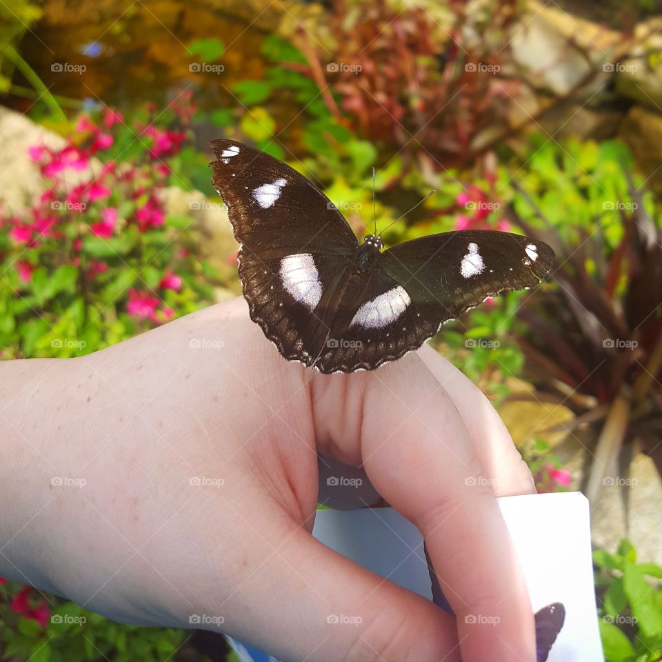 Butterfly, Nature, Wildlife, Outdoors, Insect