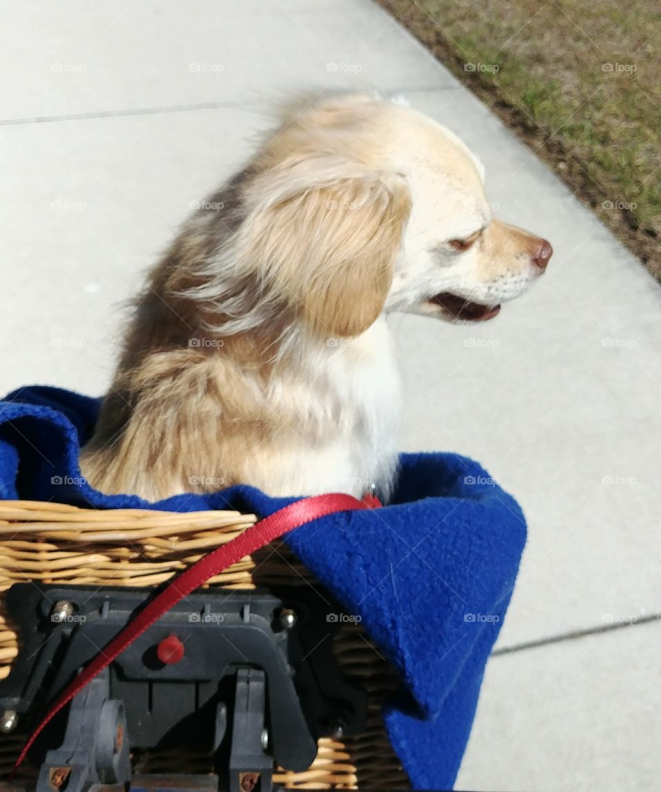 Chihuahua dog in bicycle basket ears flapping