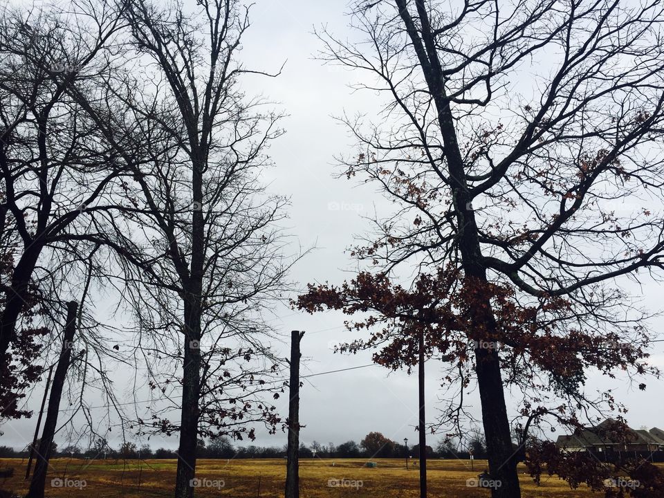 Winter trees in Texas 