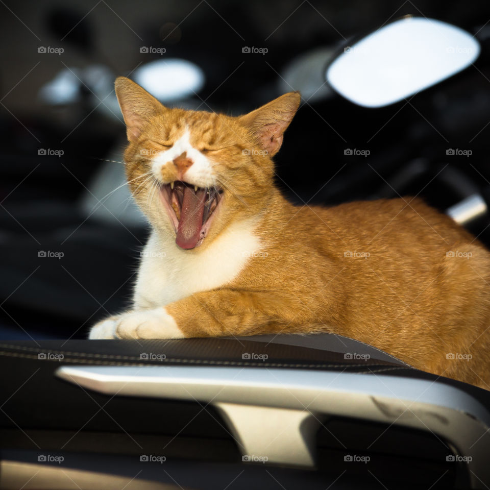 Meowing cat sitting on bike