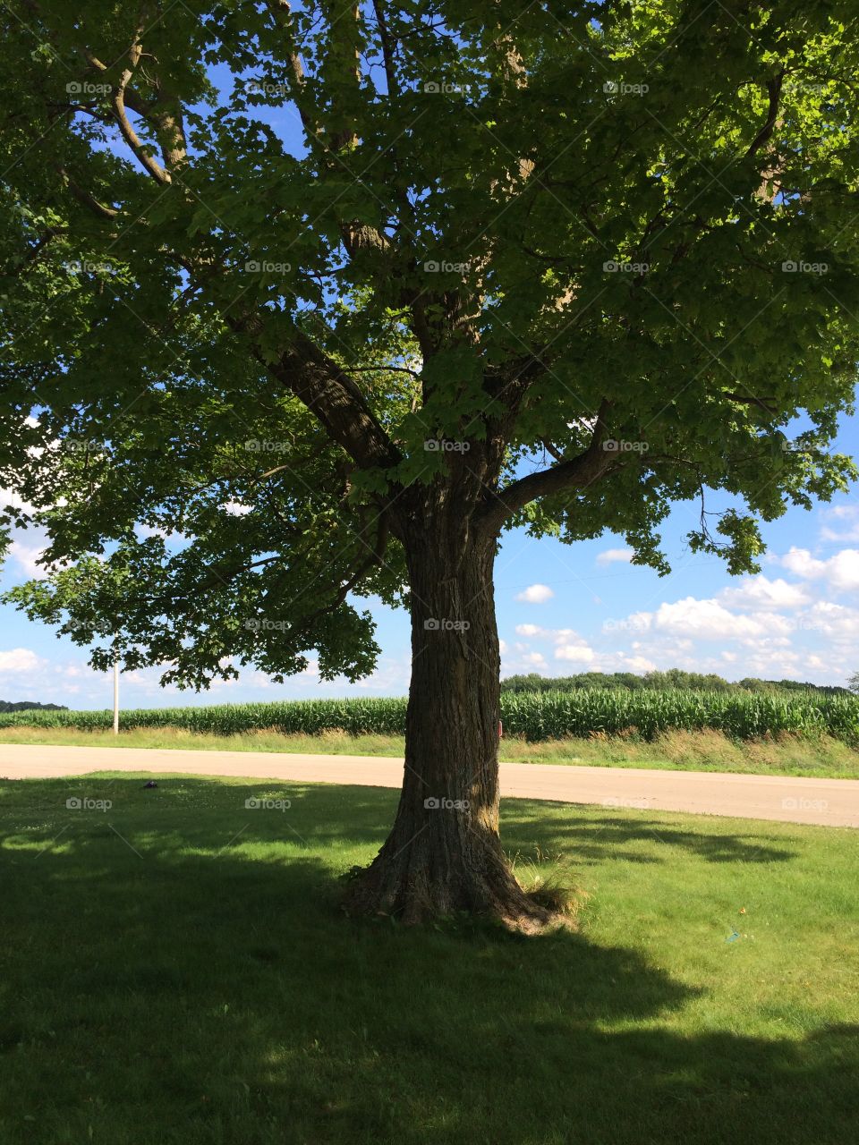 Greenery . Wisconsin fields 