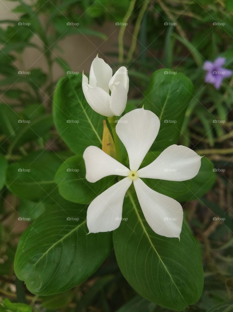 periwinkle white flower seasonal fresh shurb small size looks very beautiful generally found everywhere